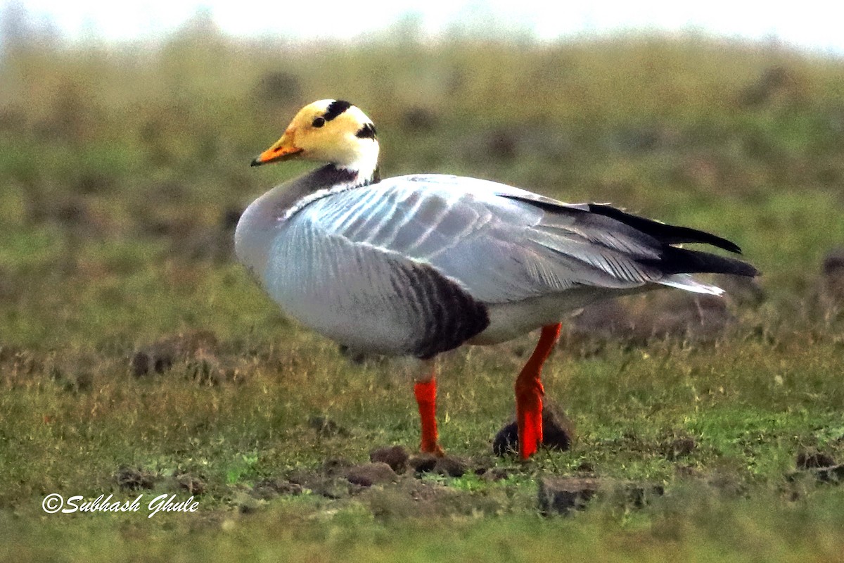 Bar-headed Goose - SUBHASH GHULE