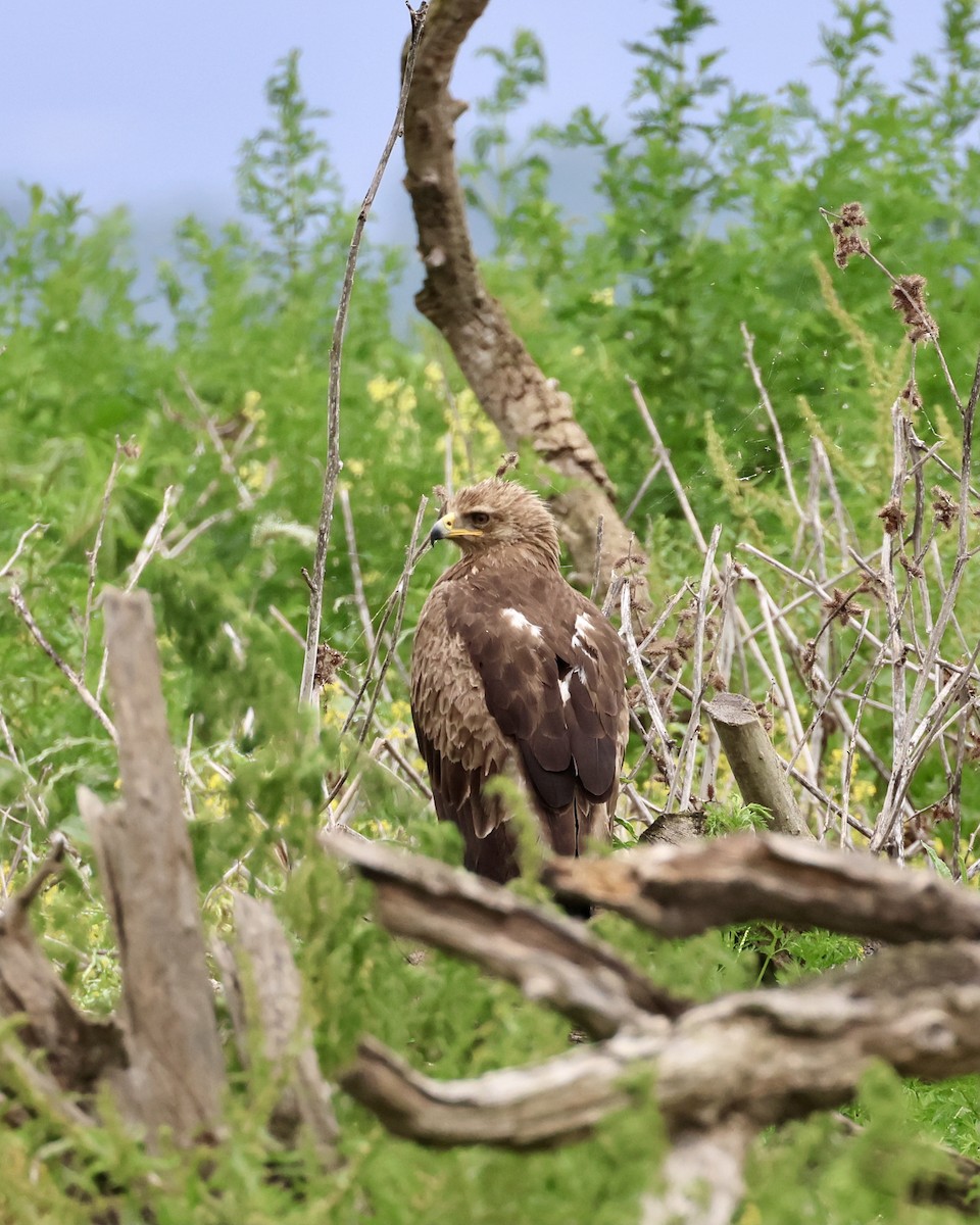 Lesser Spotted Eagle - Sam Shaw