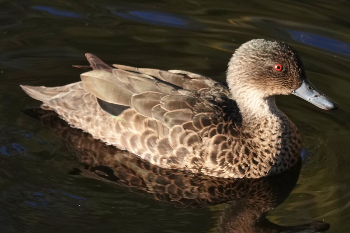 Chestnut Teal - Alan Coates