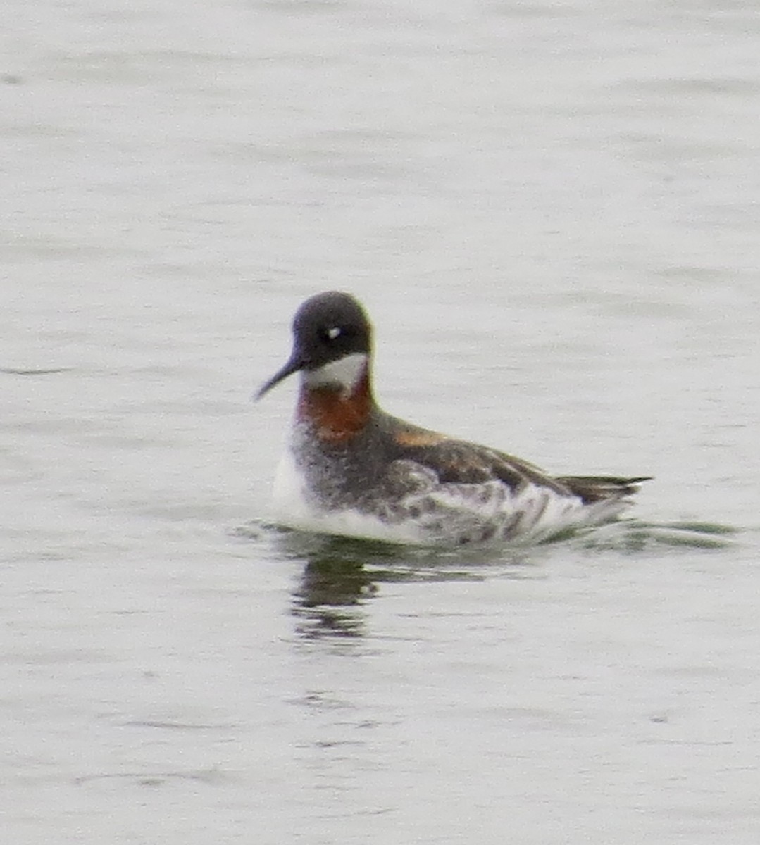 Phalarope à bec étroit - ML619273114