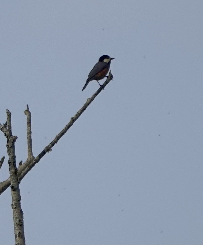 Varied Tit - Martin Kennewell