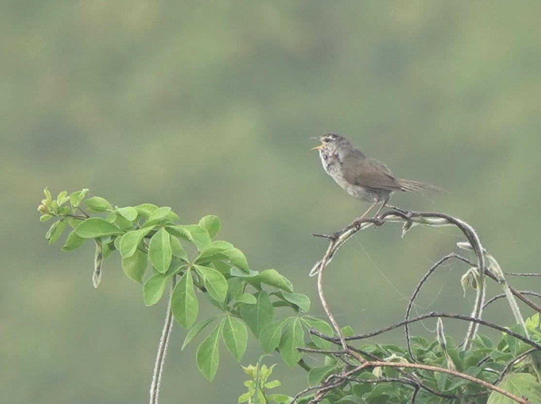 Japanese Bush Warbler - ML619273127