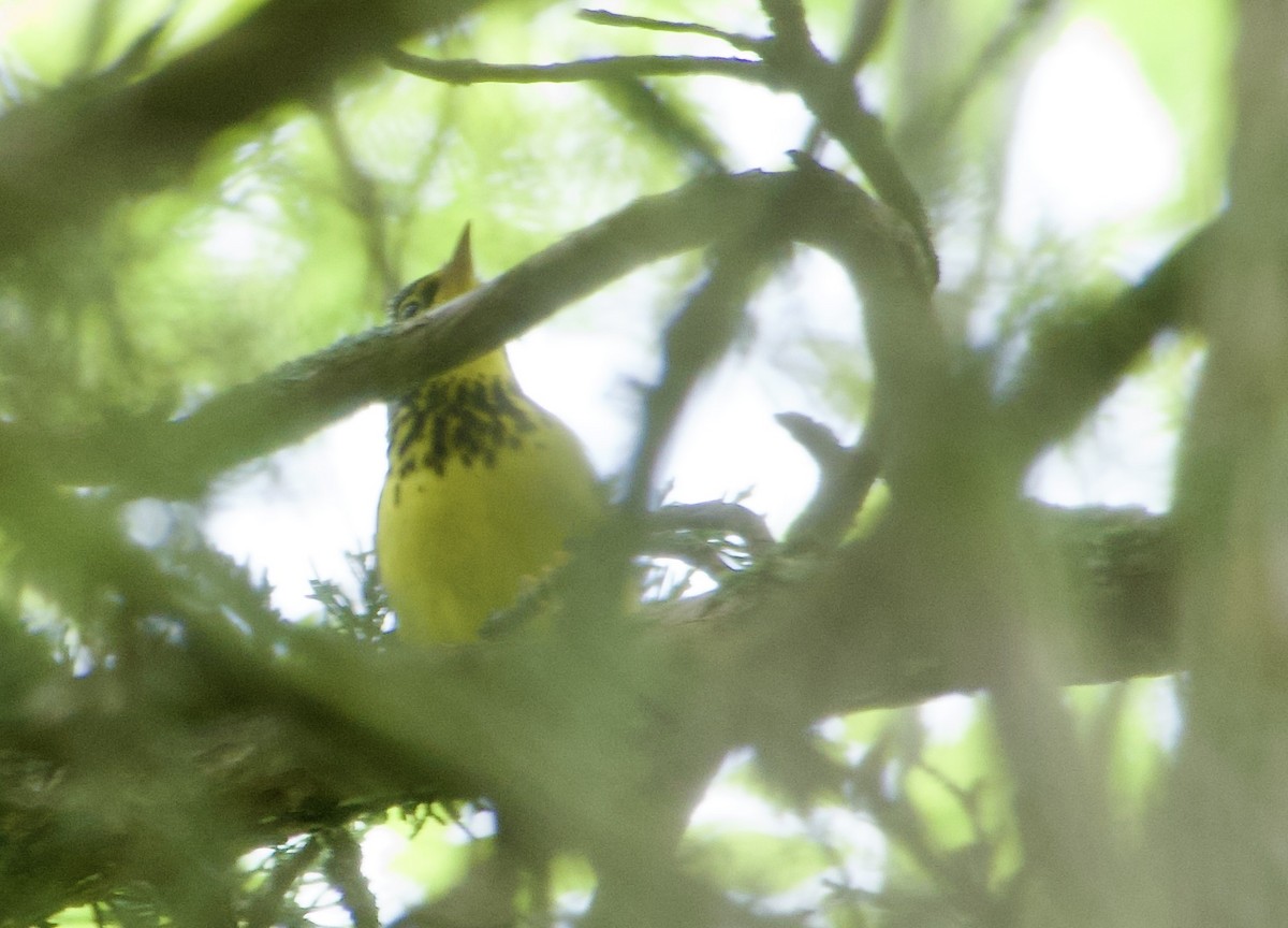 Canada Warbler - Jerry Horak