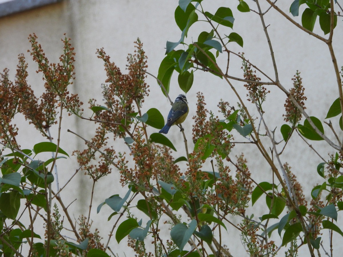 Eurasian Blue Tit - Dariusz Juńczyk