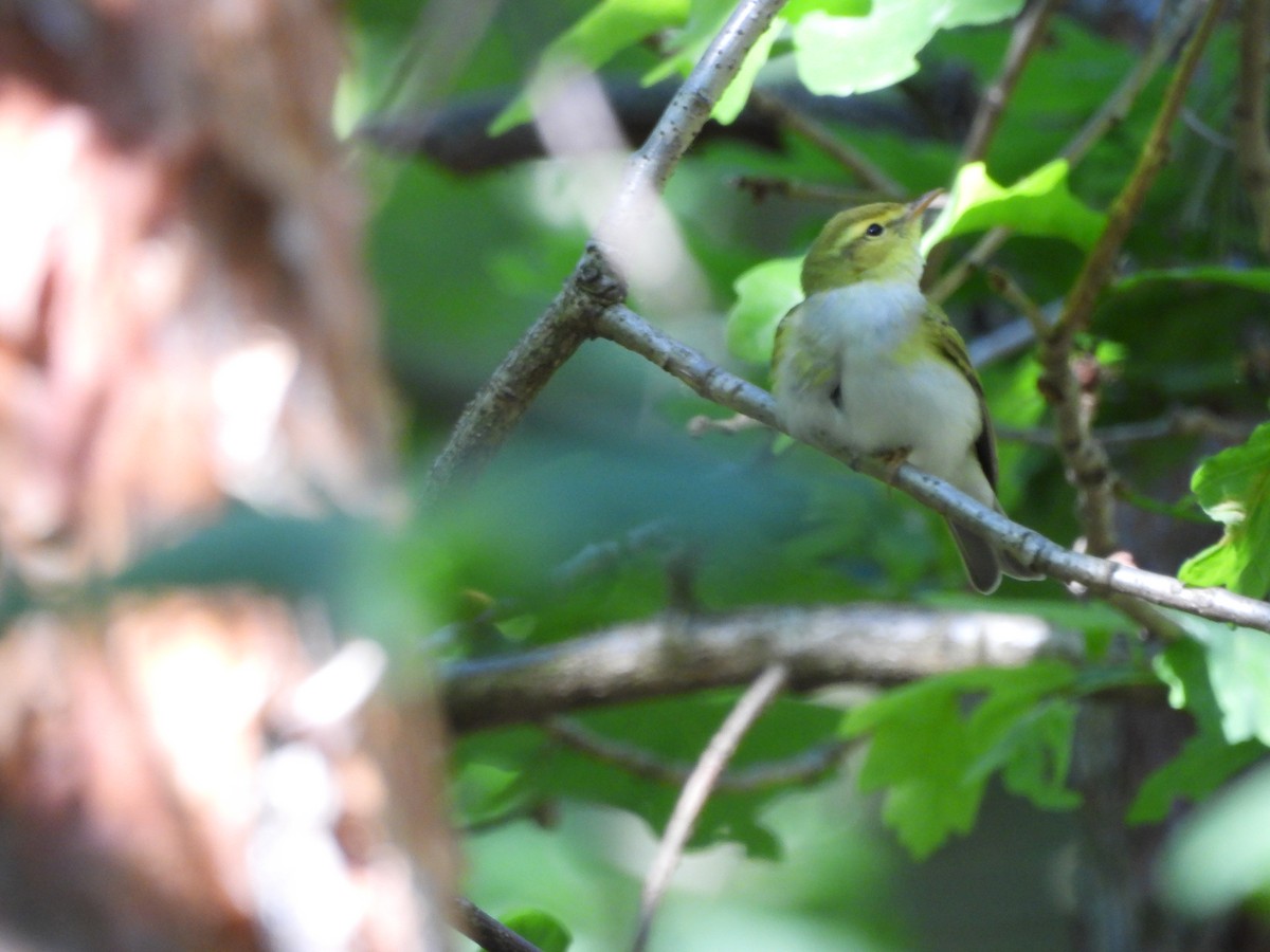 Wood Warbler - Dariusz Juńczyk