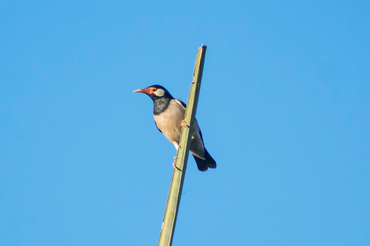 Indian Pied Starling - Prem swaroop Kolluru