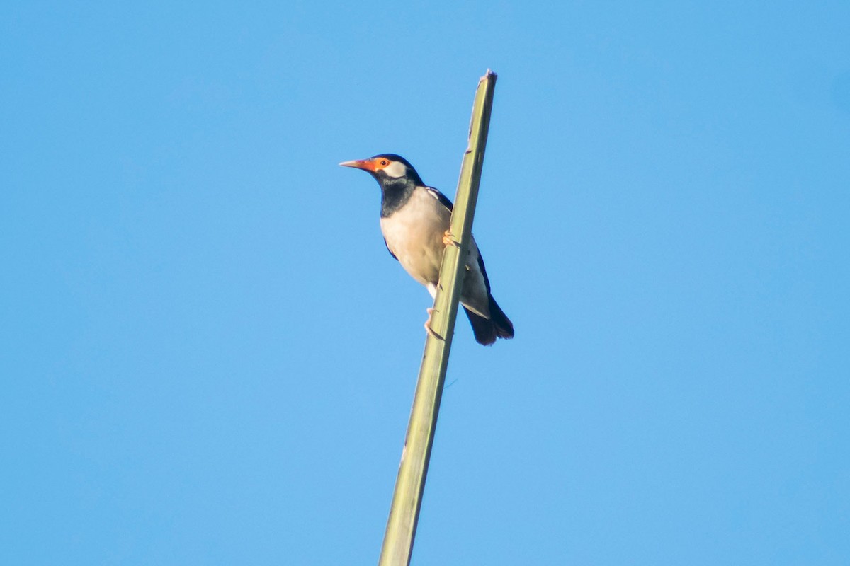 Indian Pied Starling - Prem swaroop Kolluru