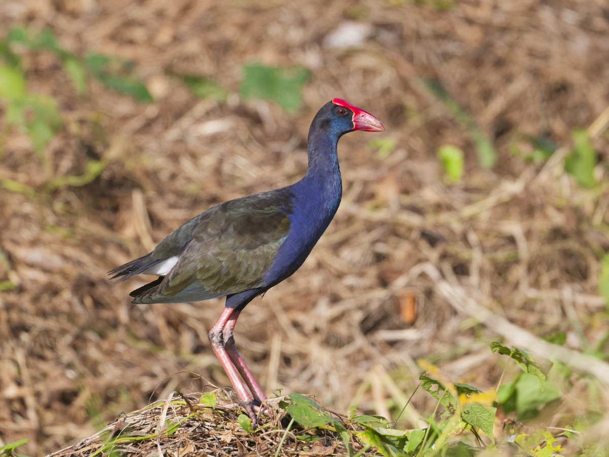 Australasian Swamphen - Angus Wilson