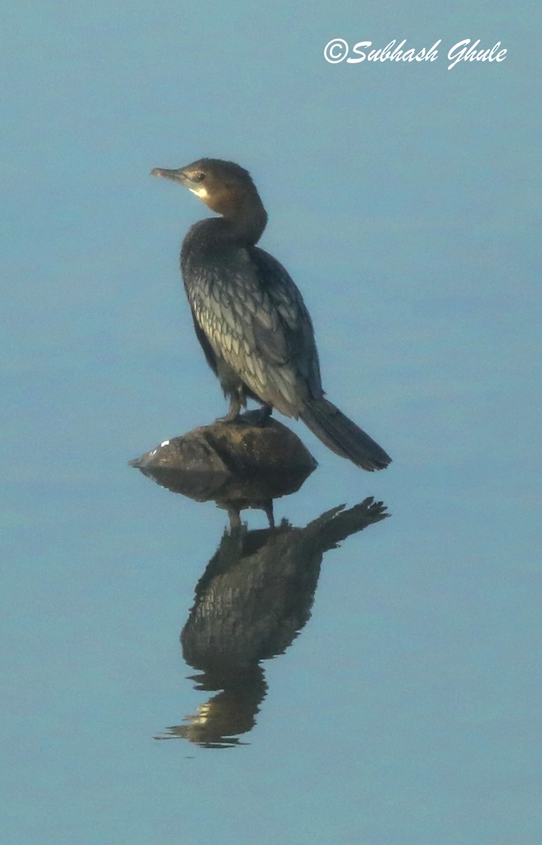 Little Cormorant - SUBHASH GHULE