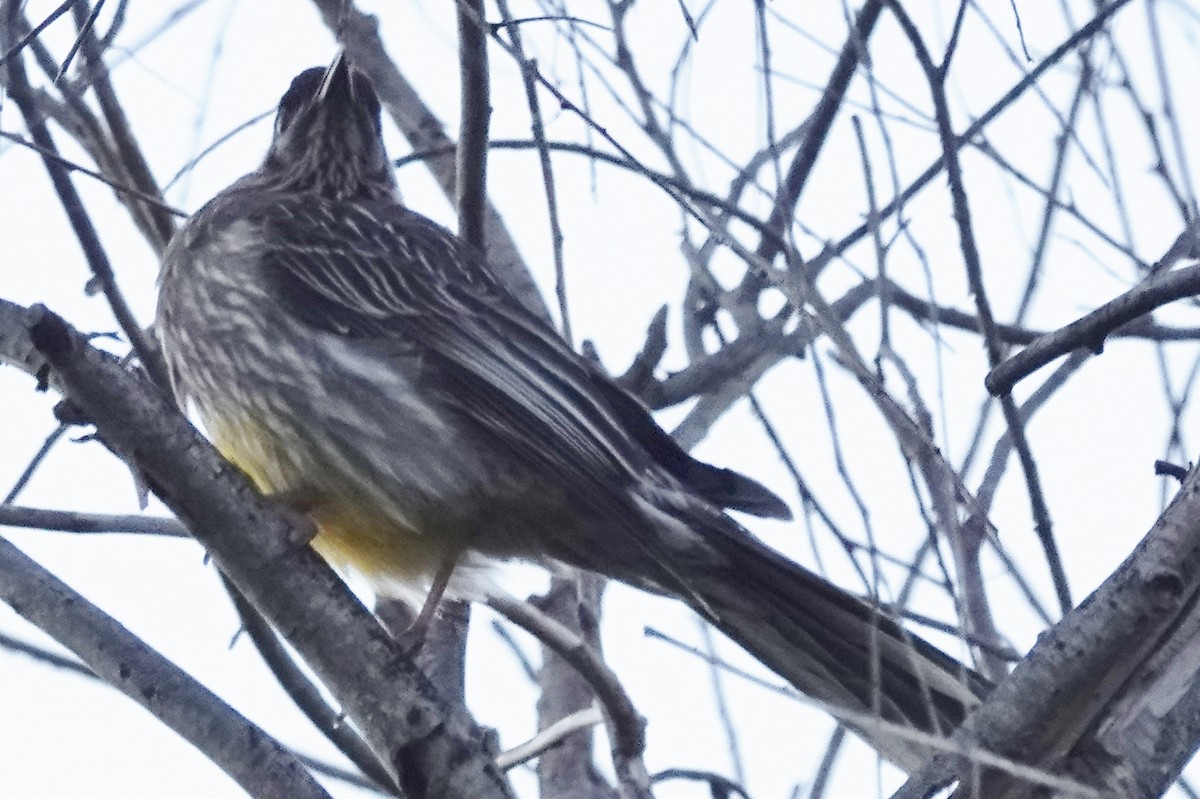 Red Wattlebird - Alan Coates