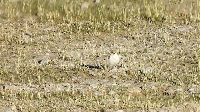 Toprak Baştankarası - ML619273218