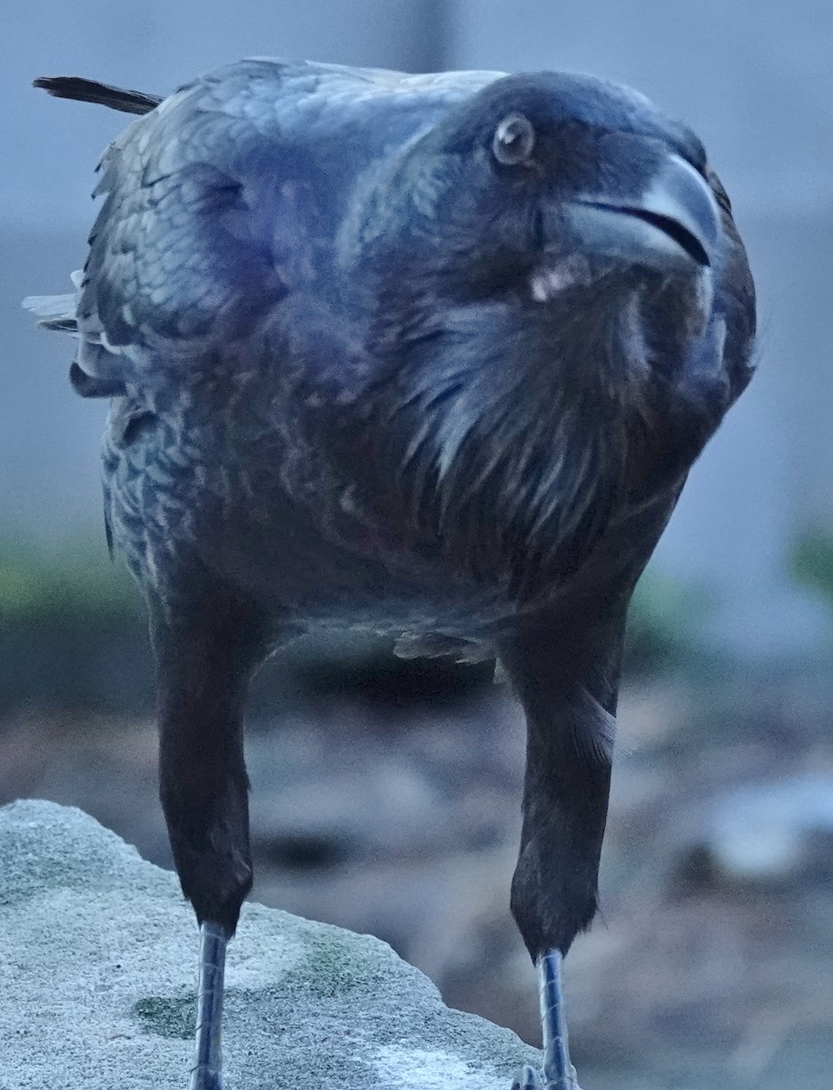 Australian Raven - Alan Coates