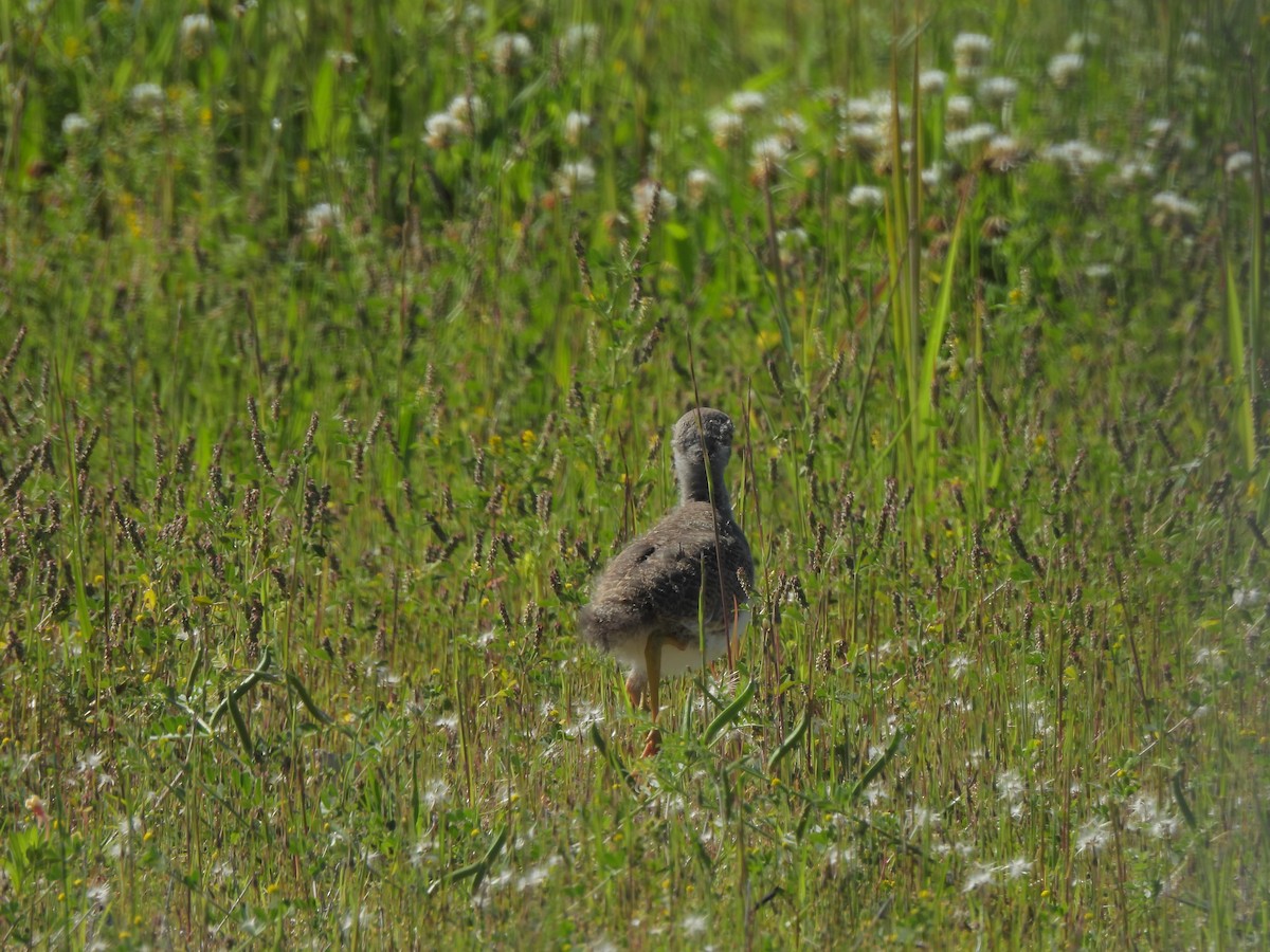 Gray-headed Lapwing - Julie Y