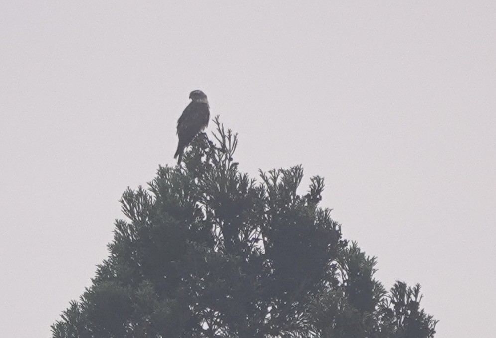 Gray-faced Buzzard - Martin Kennewell