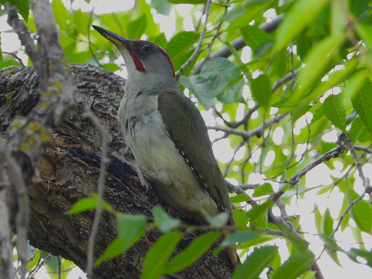 Iberian Green Woodpecker - Raul Perez