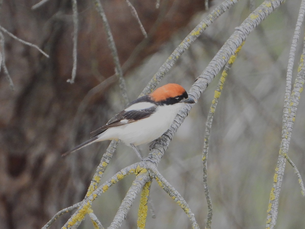 Woodchat Shrike - ML619273248