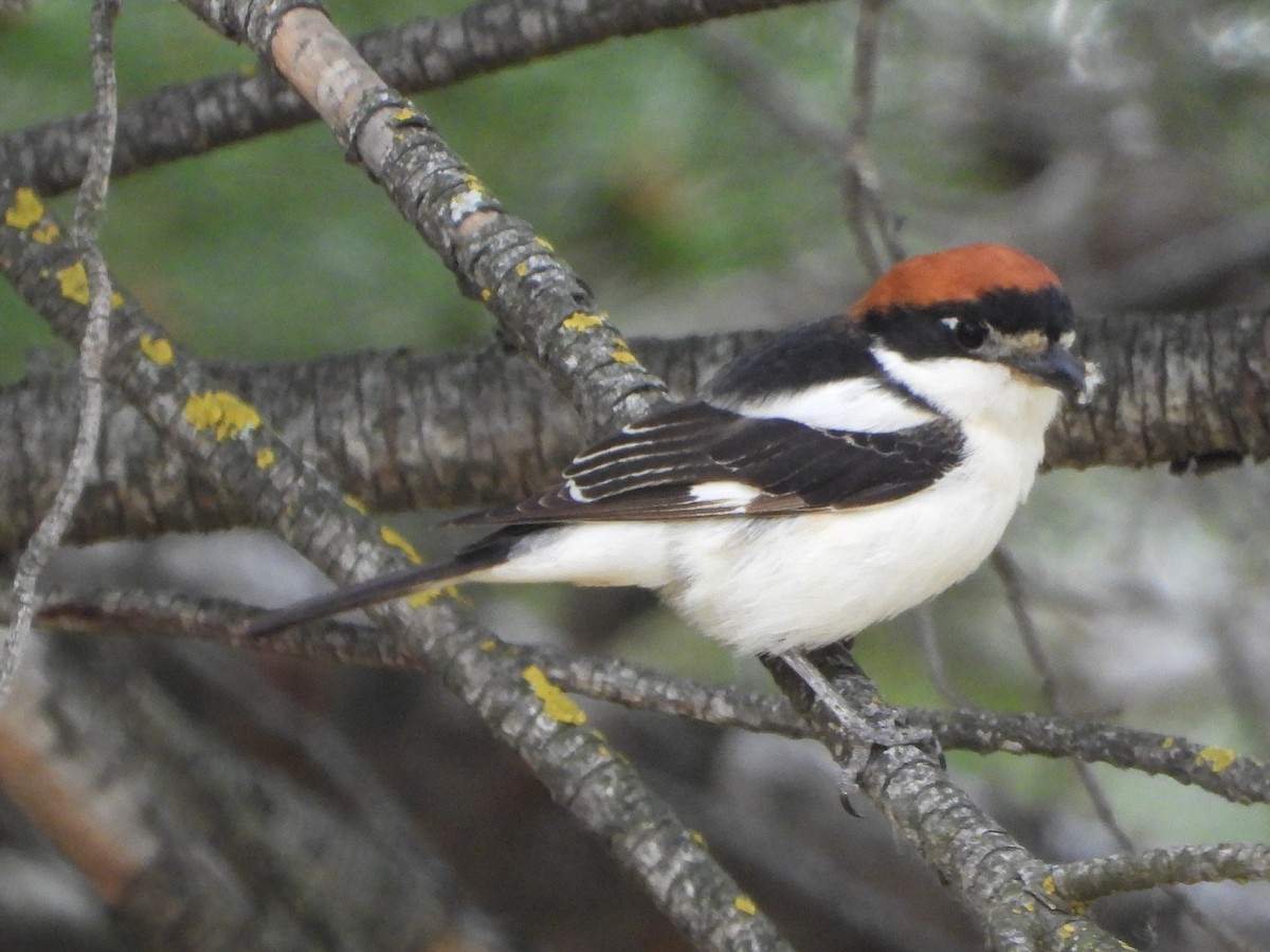 Woodchat Shrike - ML619273249