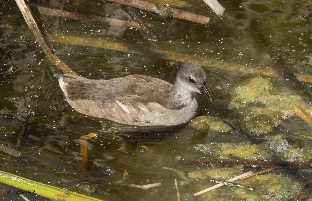 Eurasian Moorhen - ML619273256