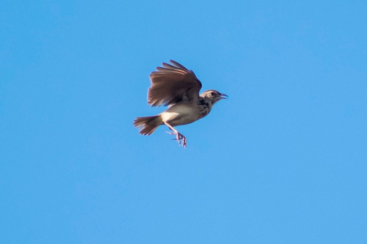 Jerdon's Bushlark - Prem swaroop Kolluru