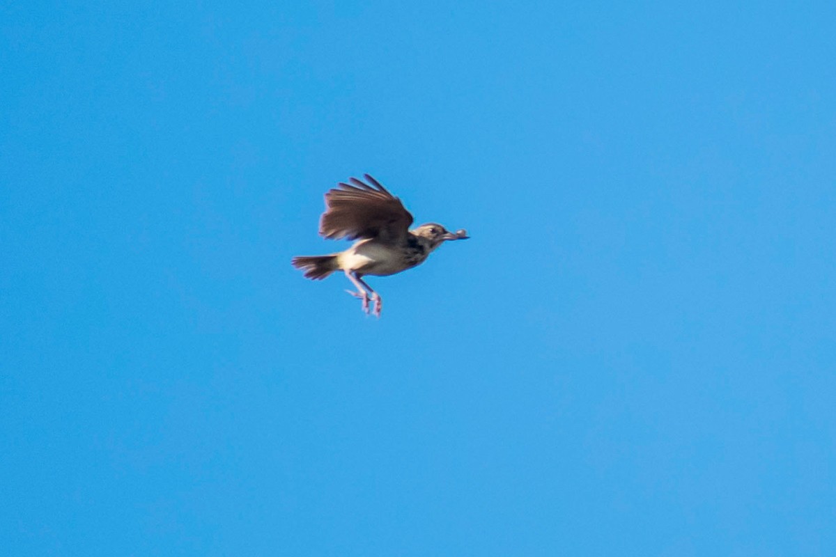 Jerdon's Bushlark - Prem swaroop Kolluru