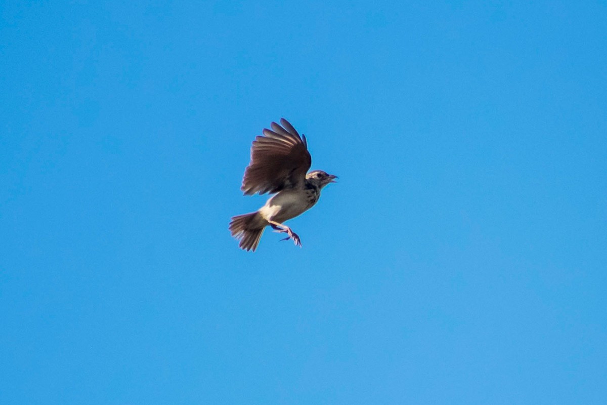 Jerdon's Bushlark - Prem swaroop Kolluru