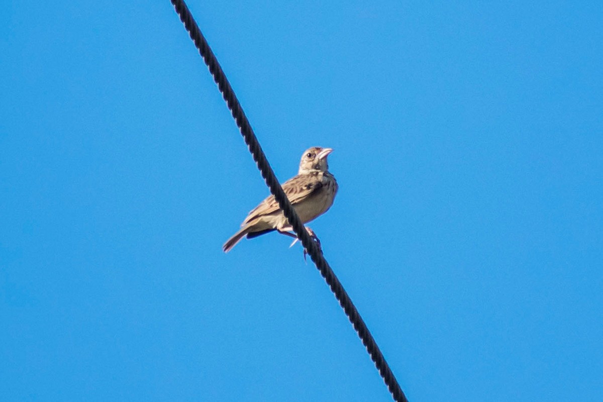 Jerdon's Bushlark - Prem swaroop Kolluru