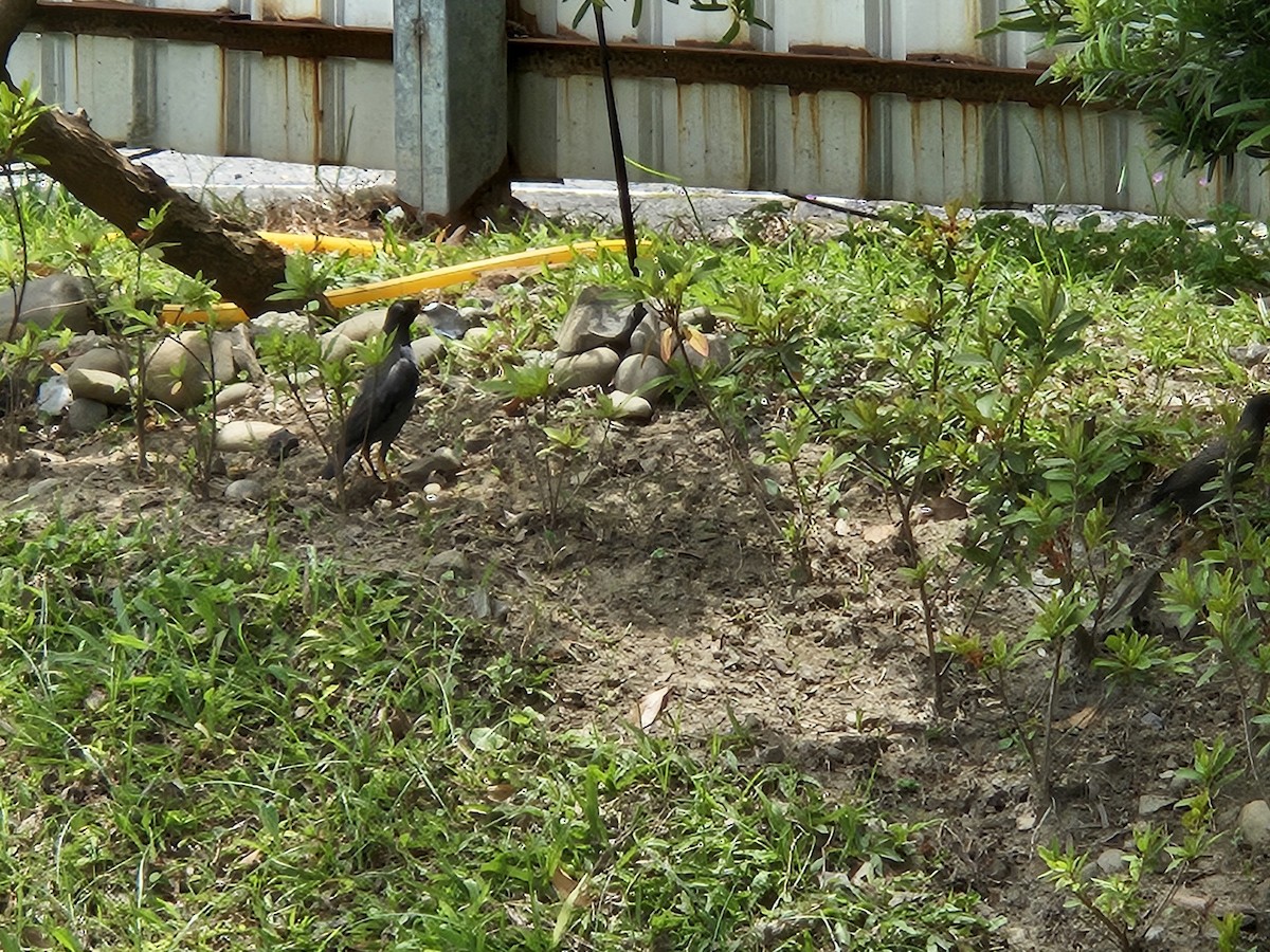 Javan Myna - Chengheng Hu