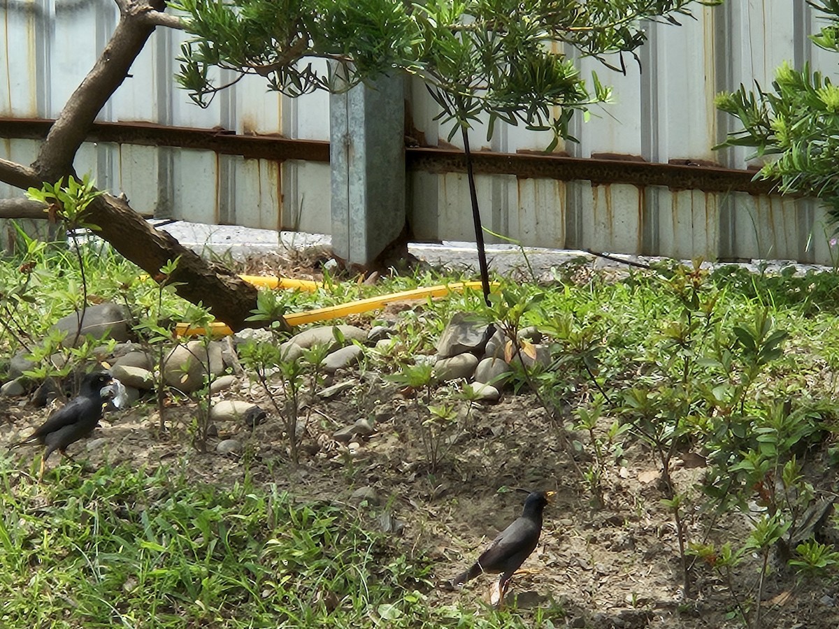 Javan Myna - Chengheng Hu