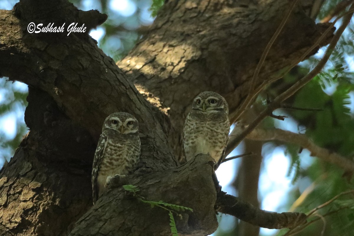 Spotted Owlet - SUBHASH GHULE