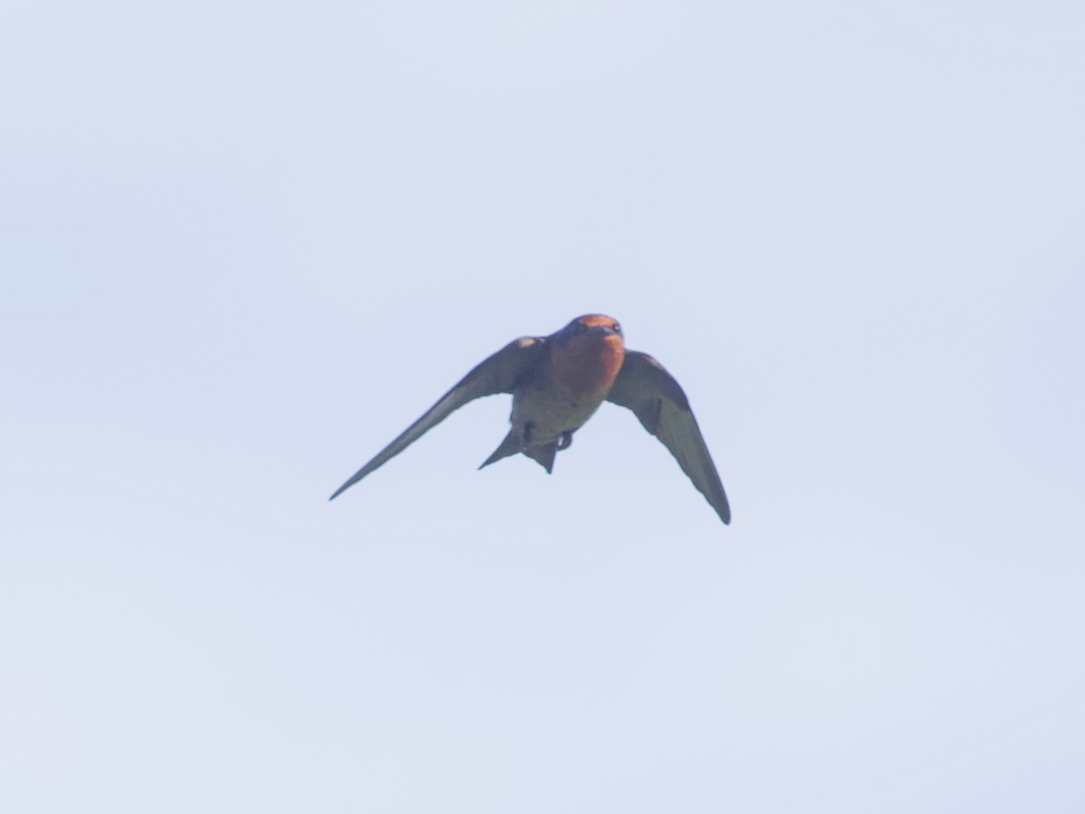 Pacific Swallow - Angus Wilson