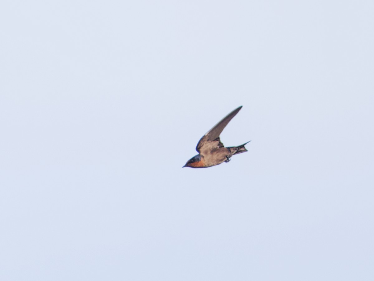 Pacific Swallow - Angus Wilson