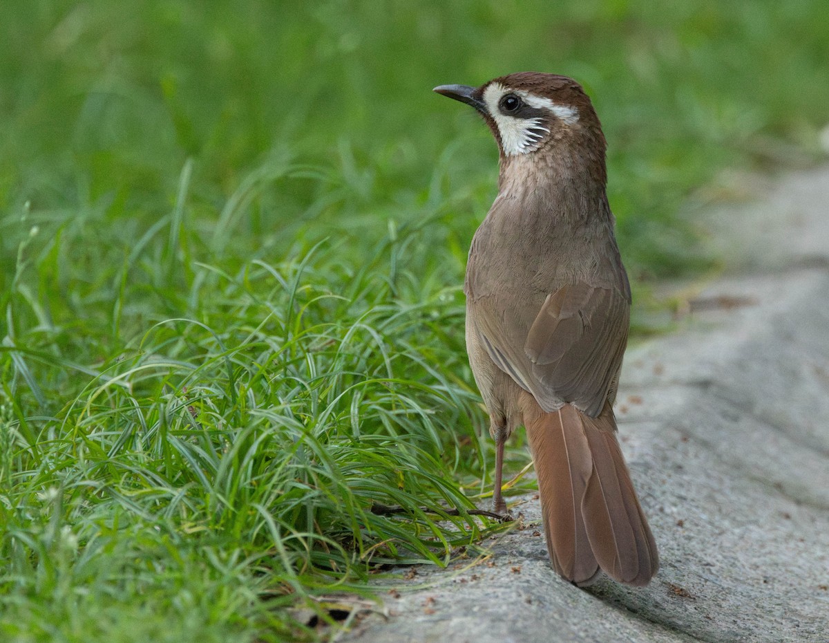 White-browed Laughingthrush - Garret Skead