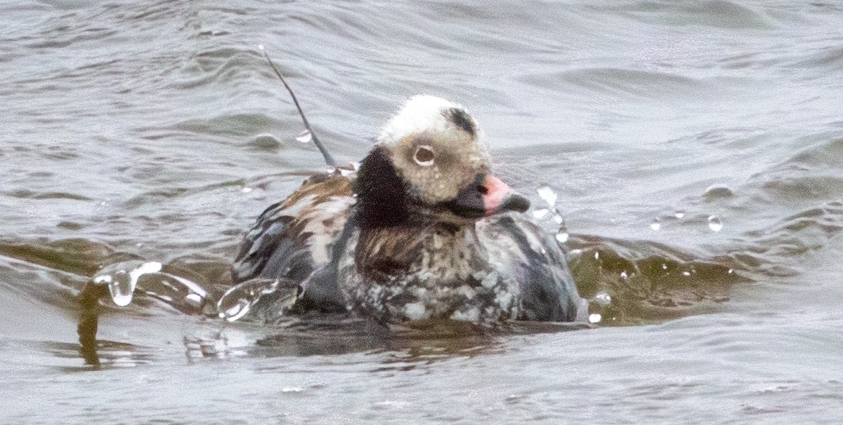 Long-tailed Duck - Tom Griswold