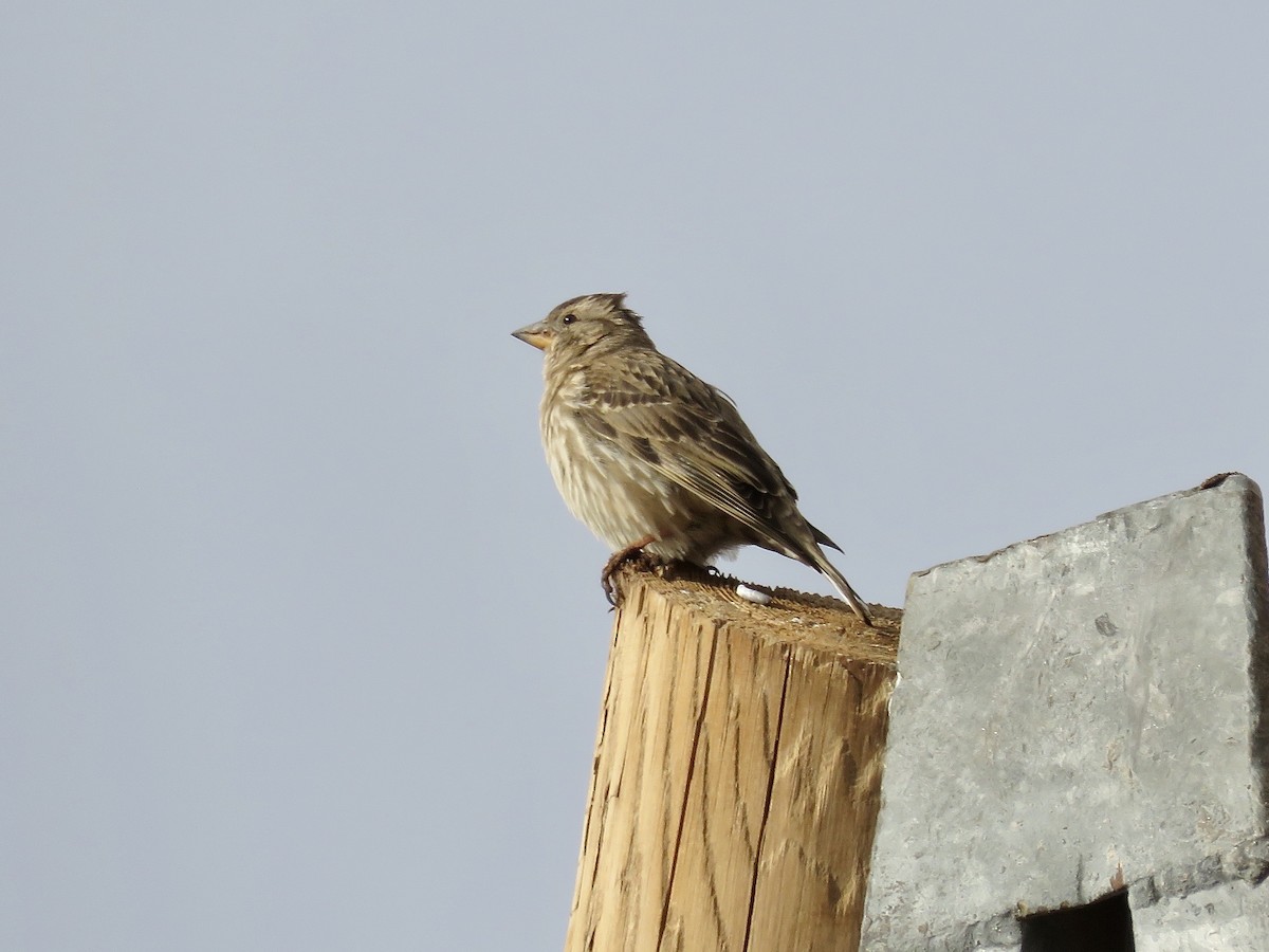 Rock Sparrow - Simon Pearce