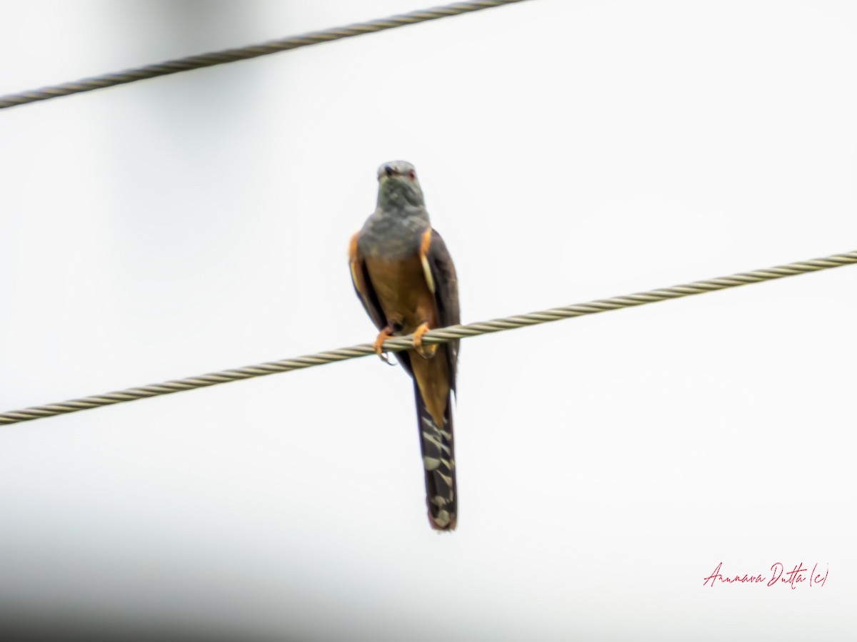 Plaintive Cuckoo - Arunava Dutta