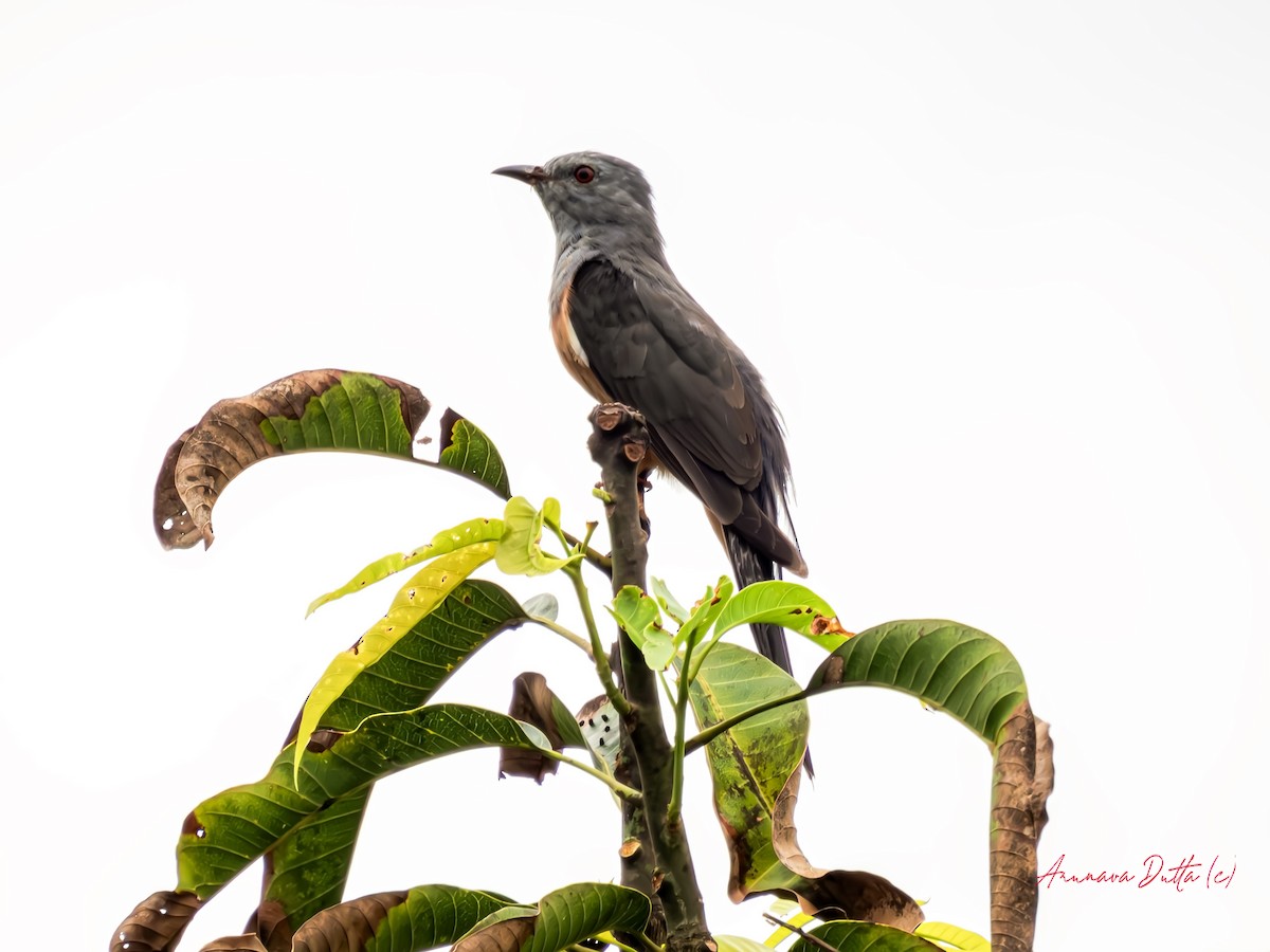 Plaintive Cuckoo - Arunava Dutta