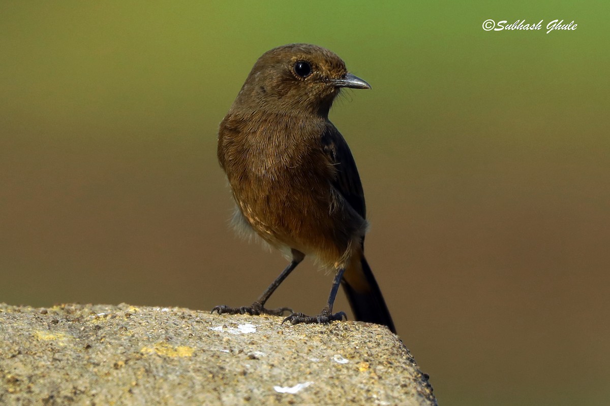 Pied Bushchat - ML619273309