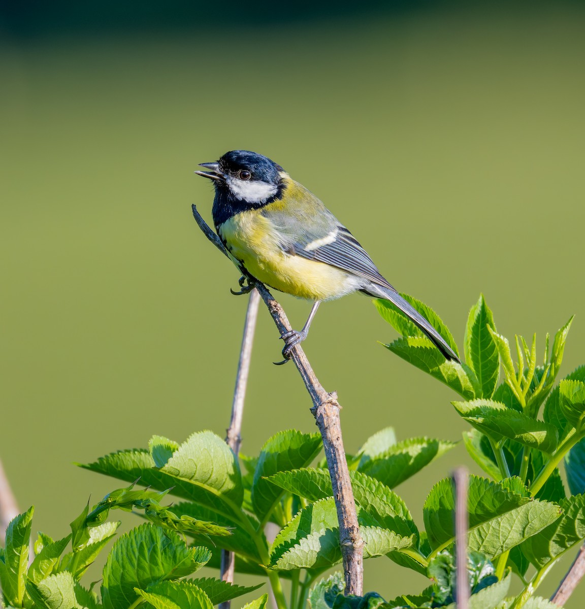 Great Tit - Tracey Jolliffe