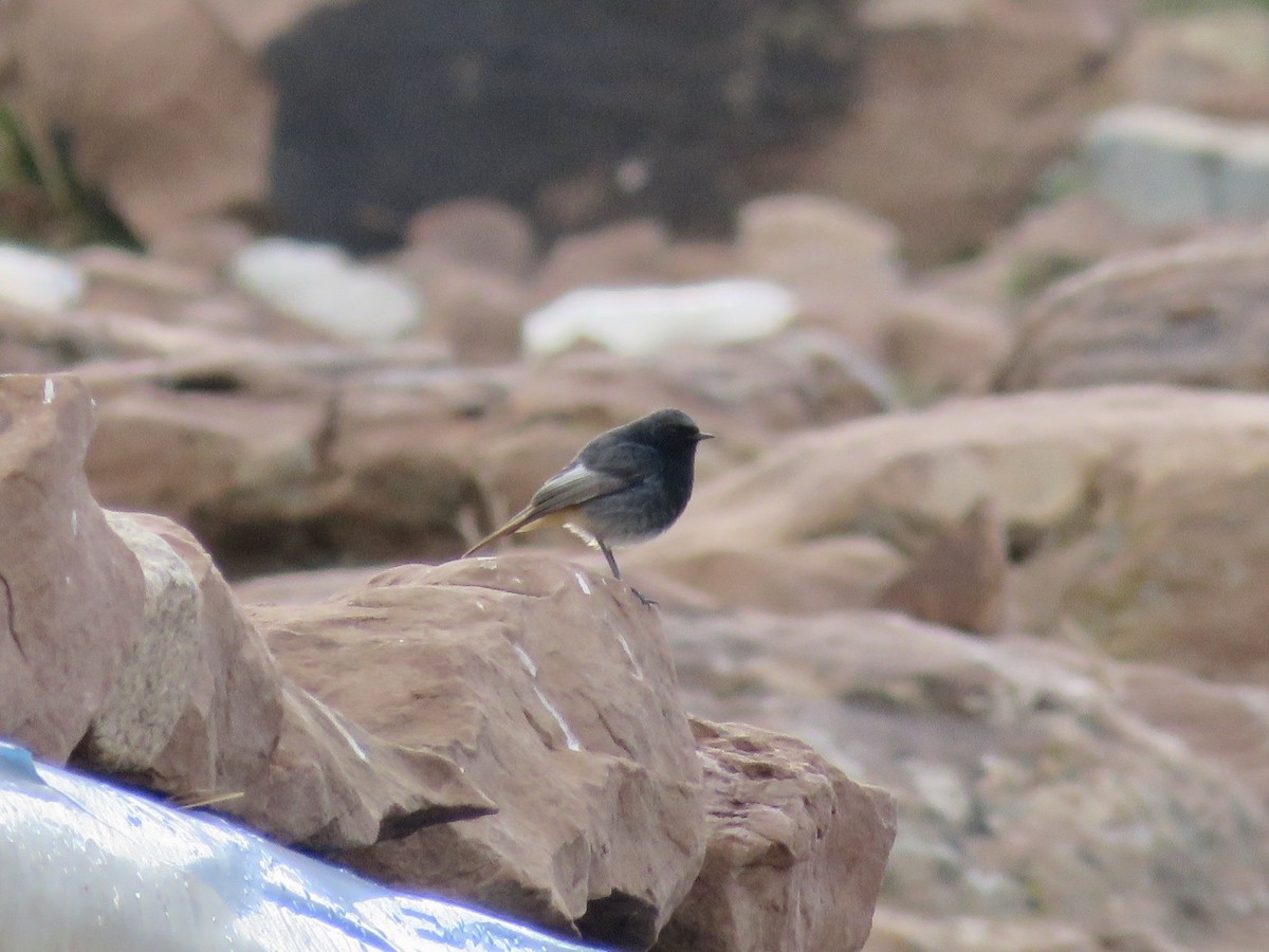 Black Redstart - Simon Pearce