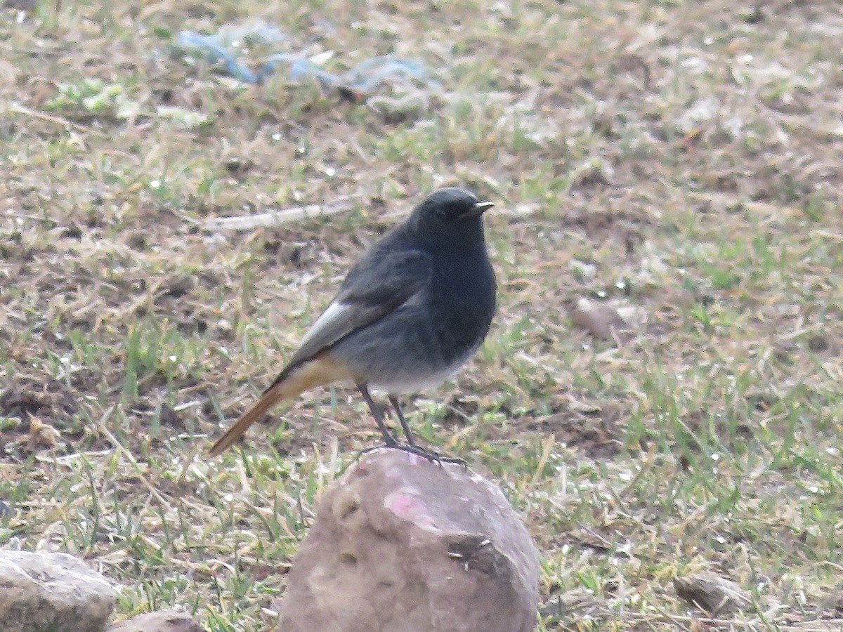 Black Redstart - Simon Pearce