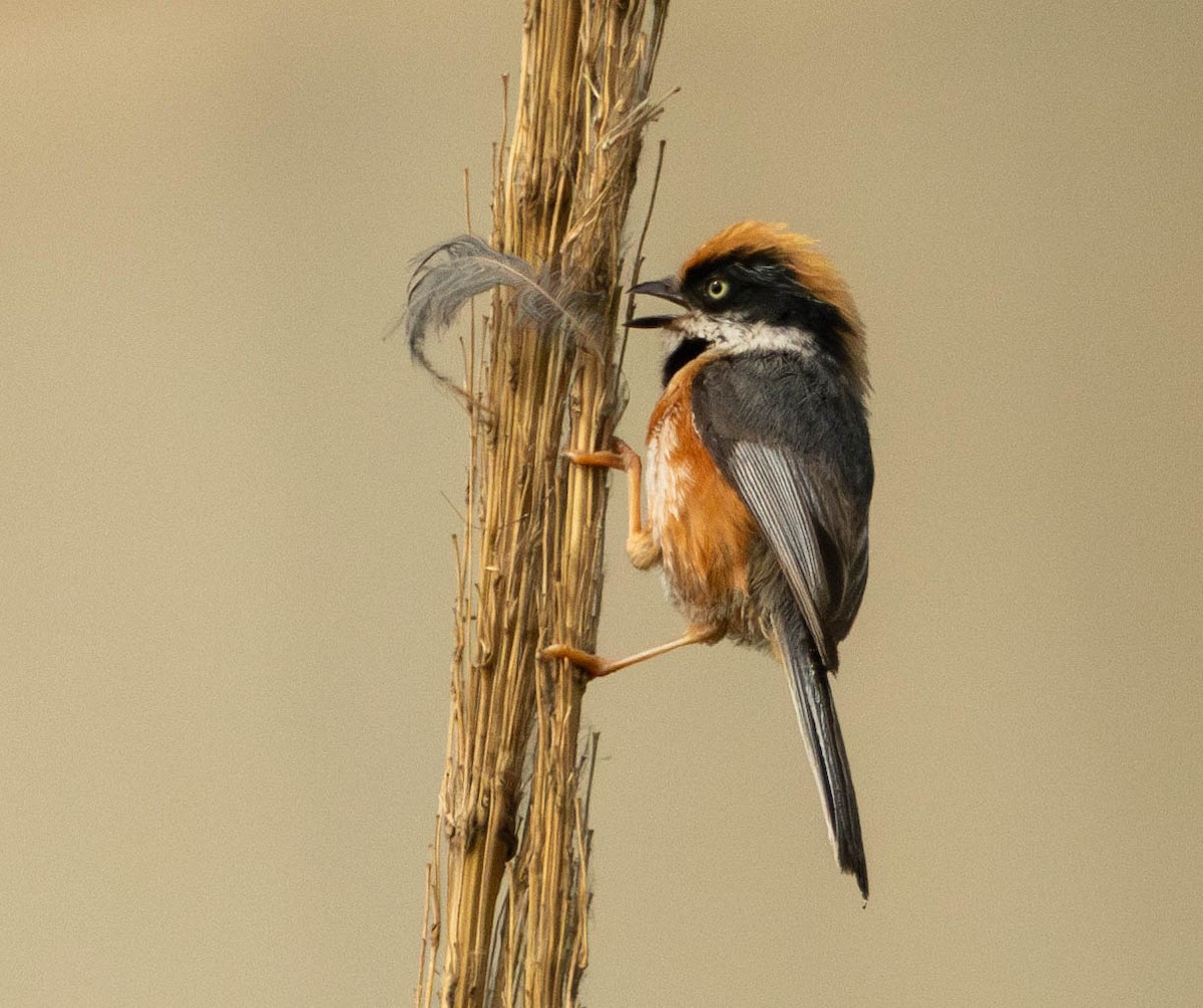 Black-throated Tit (Black-throated) - Garret Skead