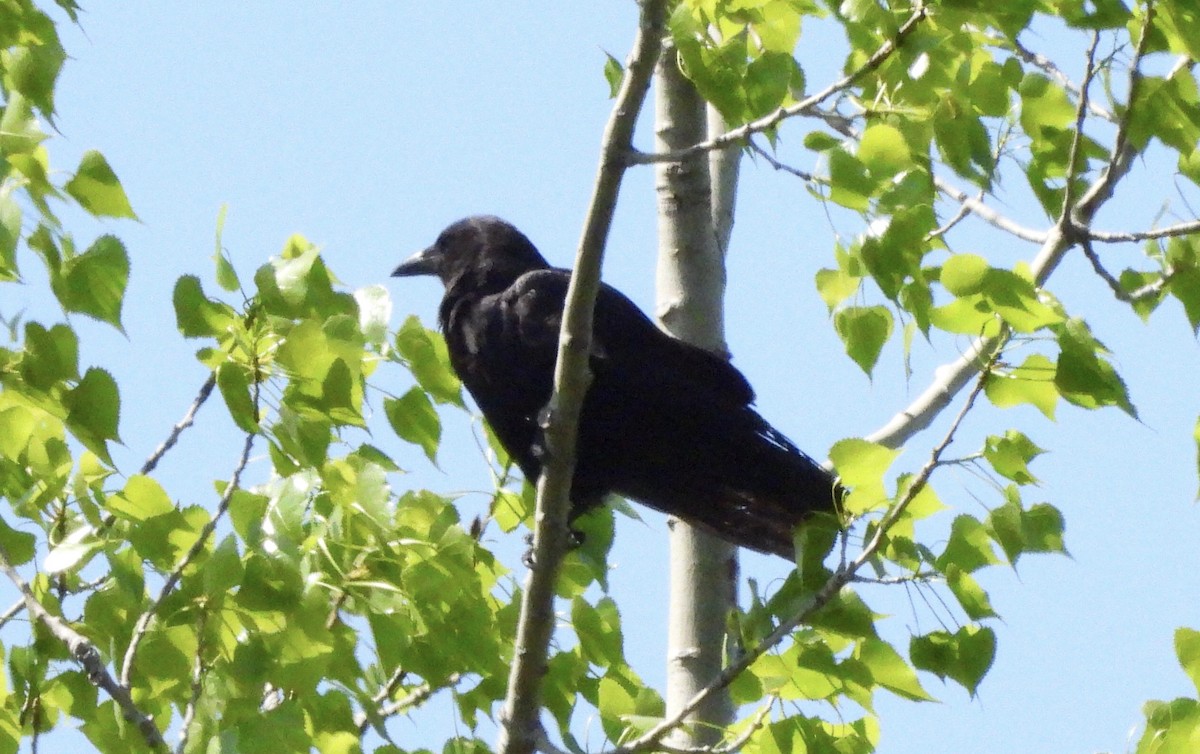 American/Fish Crow - Michelle Bélanger
