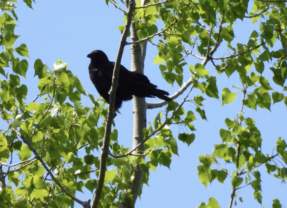 American/Fish Crow - ML619273340