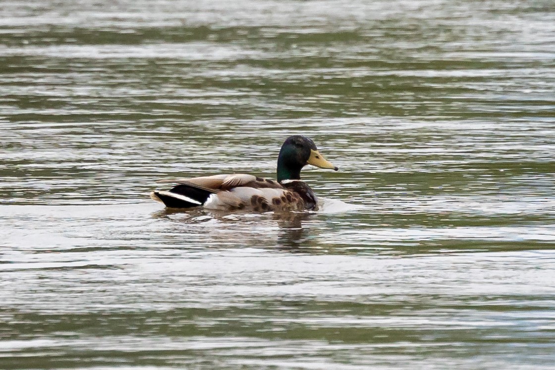 Mallard - Nikos Mavris