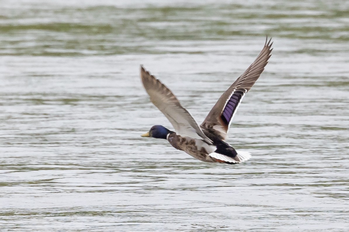 Mallard - Nikos Mavris