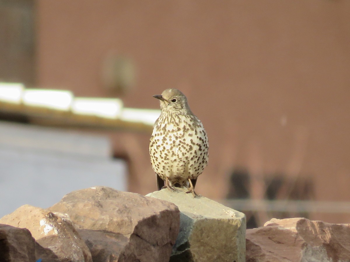 Mistle Thrush - Simon Pearce