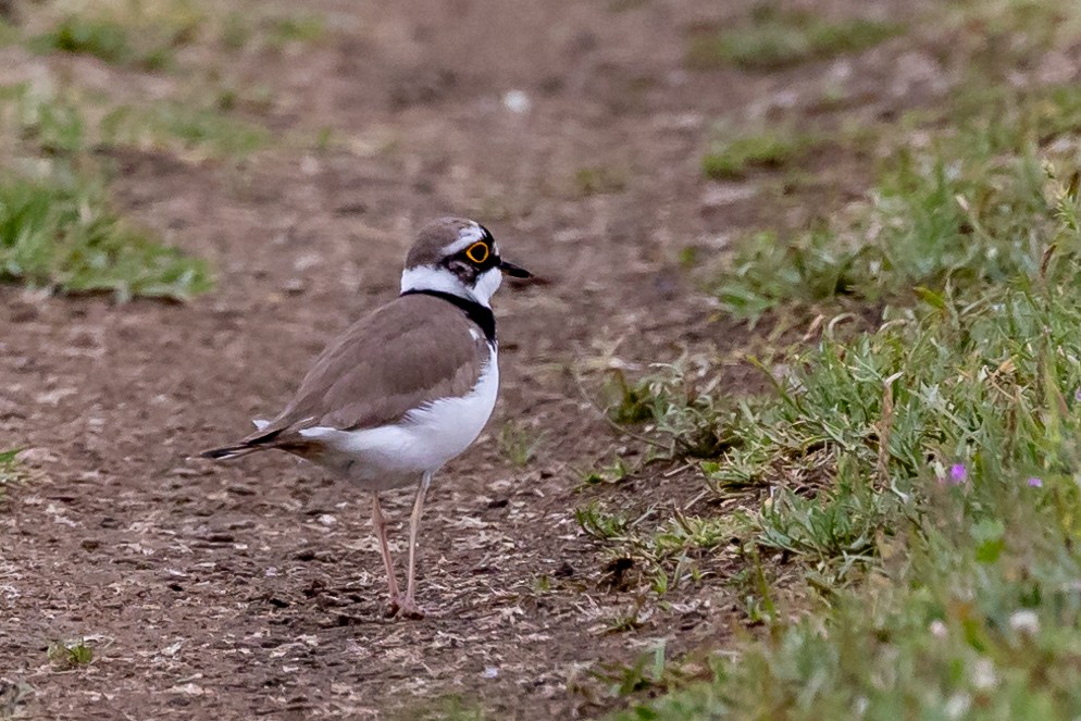 Little Ringed Plover - Nikos Mavris