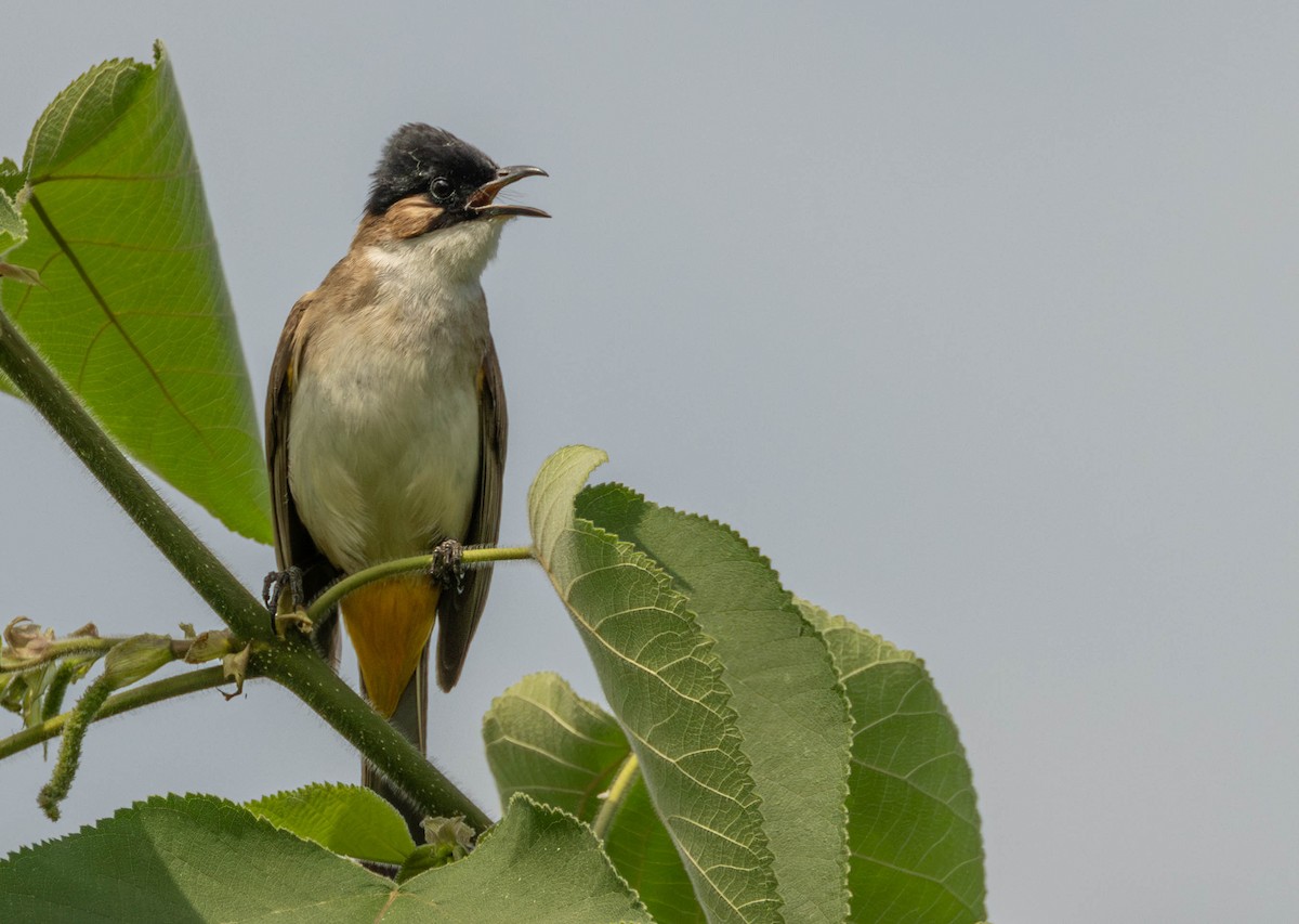 Brown-breasted Bulbul - Garret Skead