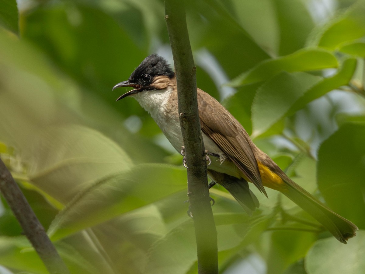 Bulbul à poitrine brune - ML619273358