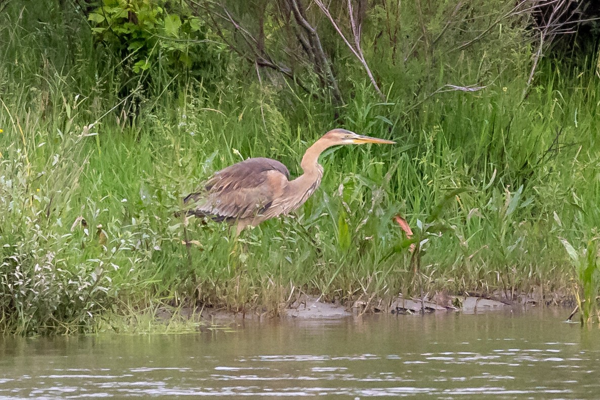 Purple Heron - Nikos Mavris